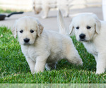 Small Photo #6 English Cream Golden Retriever Puppy For Sale in E WENATCHEE, WA, USA