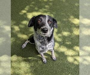 Mutt Dogs for adoption in San Martin, CA, USA