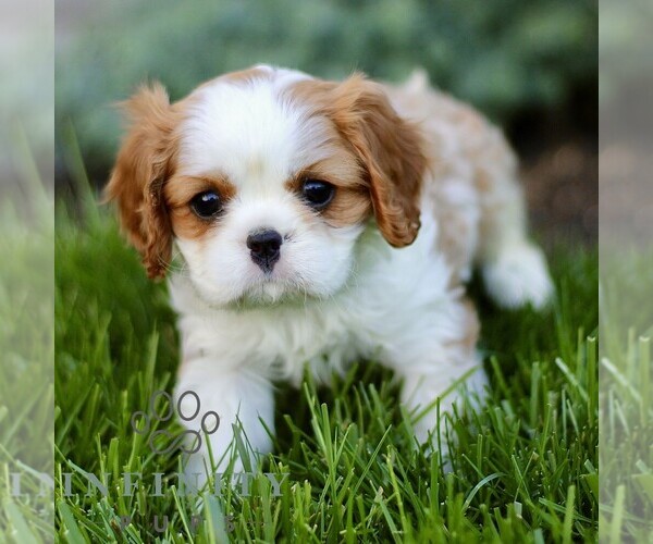 Medium Photo #1 Cavalier King Charles Spaniel Puppy For Sale in CHRISTIANA, PA, USA