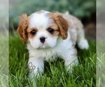Image preview for Ad Listing. Nickname: Gloria