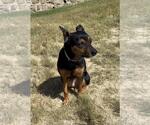 Small #1 Mutt