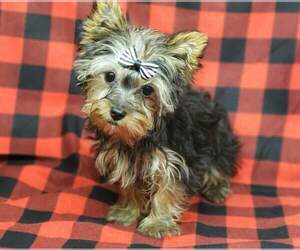 Yorkshire Terrier Puppy for sale in MOUNTAIN GROVE, MO, USA