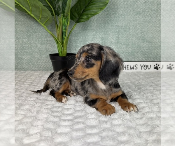 Medium Photo #6 Dachshund Puppy For Sale in FRANKLIN, IN, USA