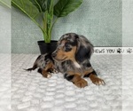 Small #5 Dachshund