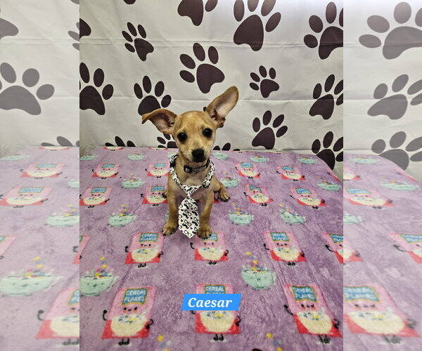 Medium Photo #1 Chiweenie Puppy For Sale in Metairie, LA, USA