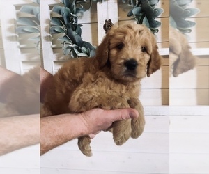 Goldendoodle Puppy for Sale in ANAHEIM HILLS, California USA