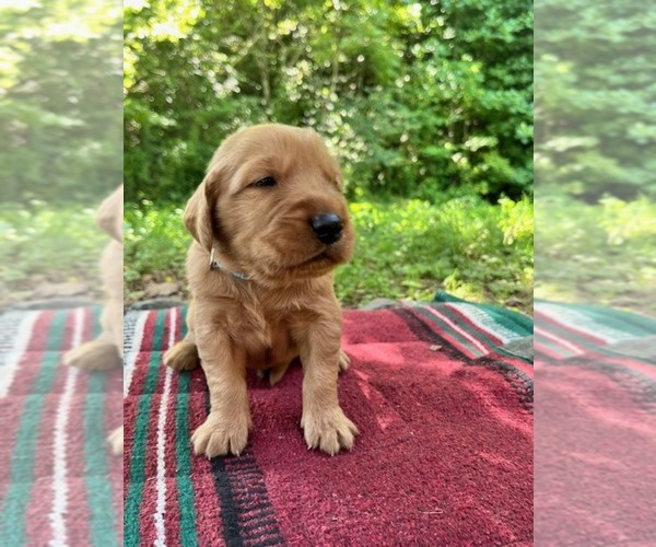 Medium Photo #1 Golden Retriever Puppy For Sale in KINGSPORT, TN, USA
