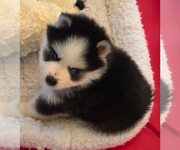 Medium Photo #6 Pomsky Puppy For Sale in DELAWARE, OH, USA