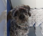 Small Poodle (Standard) Mix
