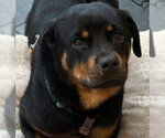 Small Rottweiler