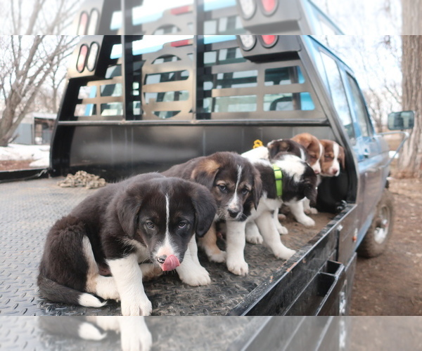 Medium Photo #1 Beagle-Border Collie Mix Puppy For Sale in ALCESTER, SD, USA
