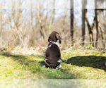 Small Photo #6 German Shorthaired Pointer Puppy For Sale in BRISTOL, IN, USA