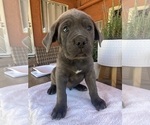 Puppy 6 Cane Corso