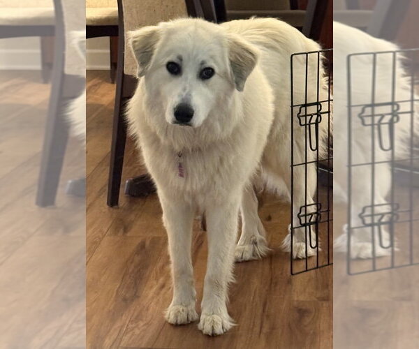 Medium Photo #3 Great Pyrenees-Unknown Mix Puppy For Sale in Mundelein, IL, USA