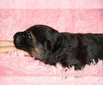 Small Photo #3 German Shepherd Dog Puppy For Sale in LIGONIER, IN, USA