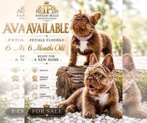 French Bulldog Puppy for sale in LEHIGH ACRES, FL, USA