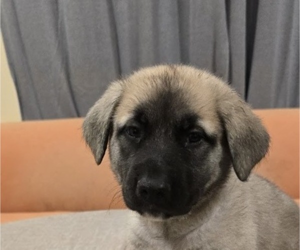 Medium Photo #2 Alaskan Malamute-Mastiff Mix Puppy For Sale in OMAHA, NE, USA