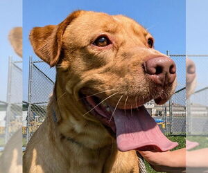 Labrador Retriever-Unknown Mix Dogs for adoption in Rootstown, OH, USA