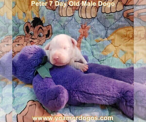 Medium Photo #14 Dogo Argentino Puppy For Sale in JANE, MO, USA