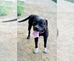 Small Labrador Retriever Mix