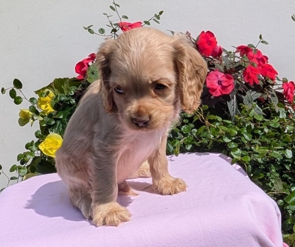 Medium Photo #9 Cocker Spaniel Puppy For Sale in GOSHEN, IN, USA