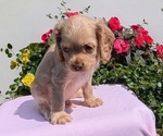 Small Photo #22 Cocker Spaniel Puppy For Sale in GOSHEN, IN, USA