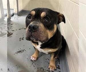 Bulldog-Unknown Mix Dogs for adoption in Anchorage, AK, USA