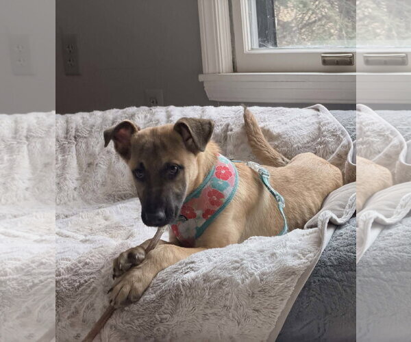 Medium Photo #8 Mutt Puppy For Sale in St. Louis Park, MN, USA