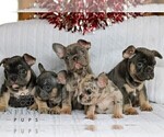 Small #2 French Bulldog