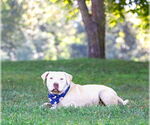 Small #9 Mutt
