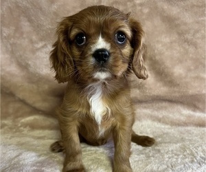 Cavalier King Charles Spaniel Puppy for sale in ELDRED, PA, USA