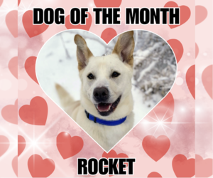 Unknown-white german shepherd Mix Dogs for adoption in Rockaway, NJ, USA