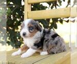 Small #2 Aussie-Poo