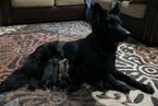 Small Photo #4 German Shepherd Dog Puppy For Sale in KEARNEY, AR, USA