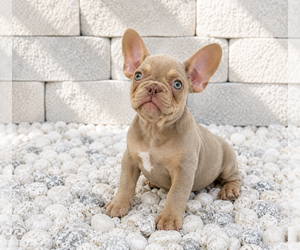French Bulldog Puppy for sale in LEHIGH ACRES, FL, USA