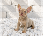Image preview for Ad Listing. Nickname: BRODY ISABELLA