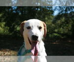 Small #9 Greyhound-Labrador Retriever Mix