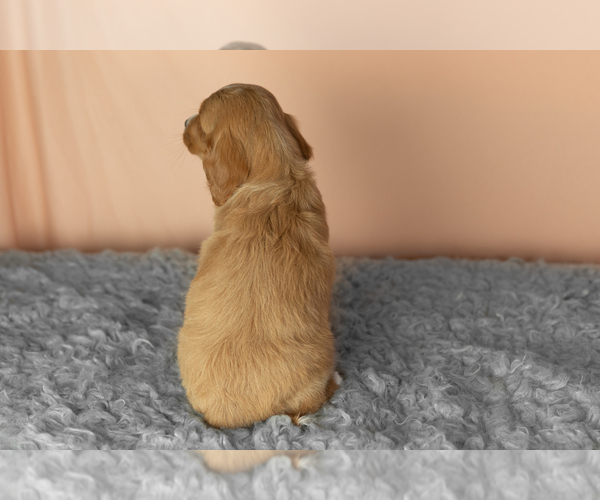 Medium Photo #5 Golden Cavadoodle Puppy For Sale in MILLERSBURG, IN, USA