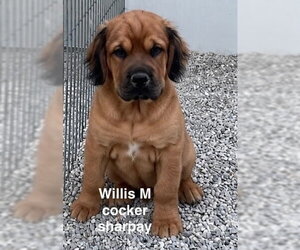 Cocker Spaniel-Unknown Mix Dogs for adoption in Studio City, CA, USA