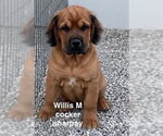 Small Cocker Spaniel Mix