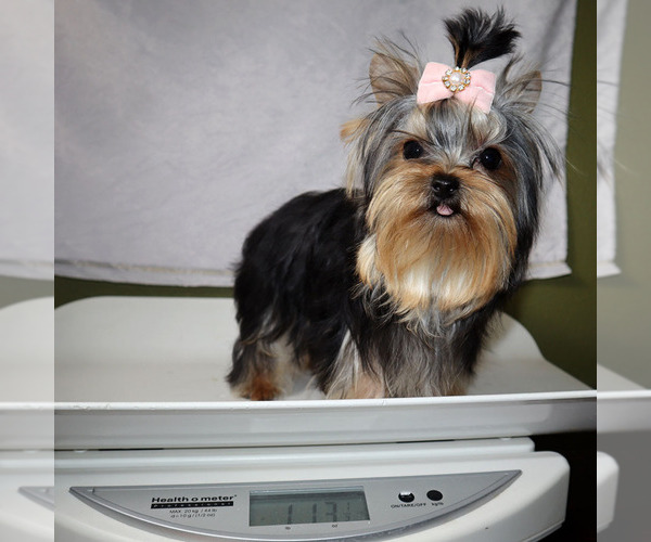 Medium Photo #5 Yorkshire Terrier Puppy For Sale in LOS ANGELES, CA, USA