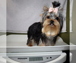 Small #4 Yorkshire Terrier