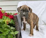 Small Photo #58 Boxer Puppy For Sale in GOSHEN, IN, USA