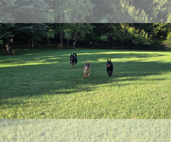 Medium Photo #14 German Shepherd Dog Puppy For Sale in Centreville, VA, USA