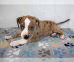 Small #3 Bulldog Mix