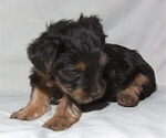Small Photo #10 Yorkshire Terrier Puppy For Sale in NORTHGLENN, CO, USA