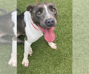 Mutt Dogs for adoption in Fayetteville, NC, USA