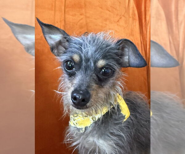 Medium Photo #4 Mutt Puppy For Sale in San Leon, TX, USA