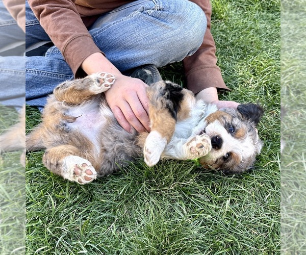 Medium Photo #5 Bernedoodle (Miniature) Puppy For Sale in ROY, UT, USA