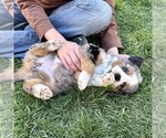 Small #4 Bernedoodle (Miniature)